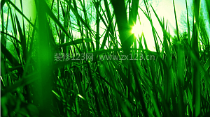 绿色植物