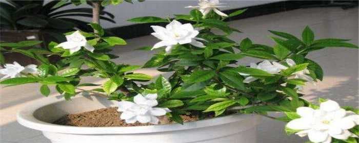 栀子花能放在卧室吗
