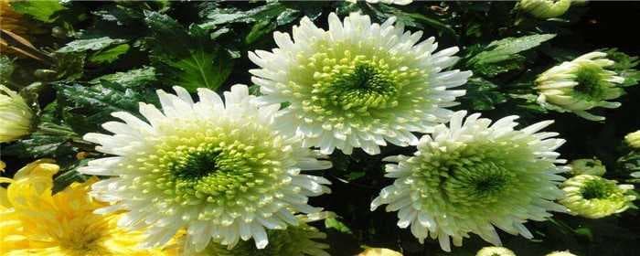 菊花能摆放在客厅吗