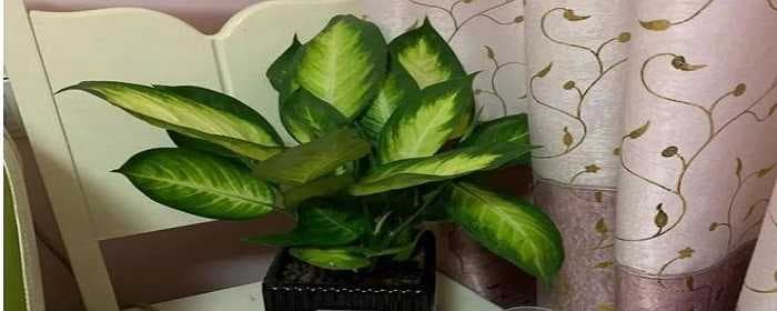 室内刚装修放什么植物