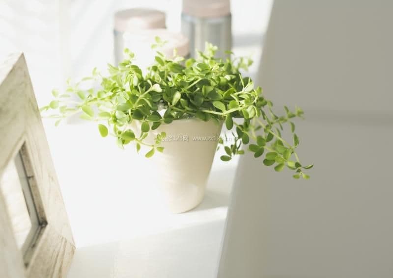 绿色植物