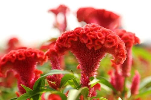 情侣送花送什么花