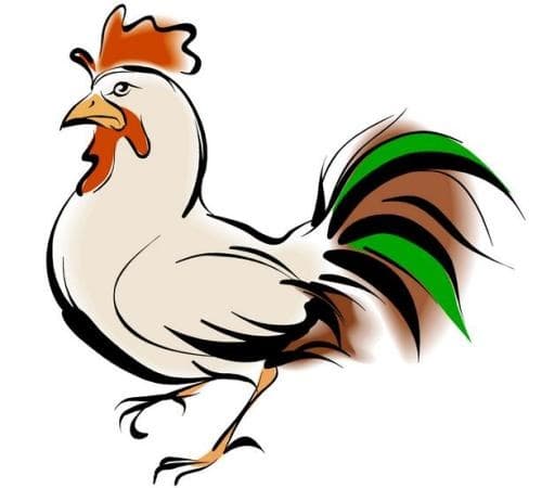 属鸡和什么属相相冲