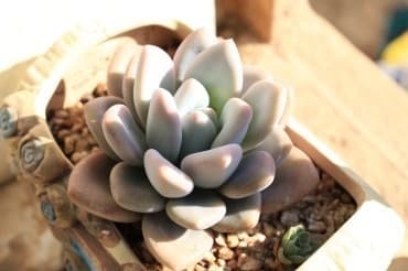 此物不能放在阳台，越久越可能破财，看看你家是否这样？