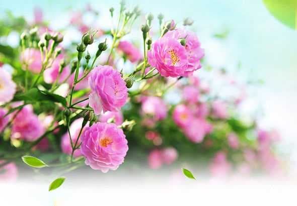 家居高格调绿植盘点，冬日也要拥有一抹绿意图1