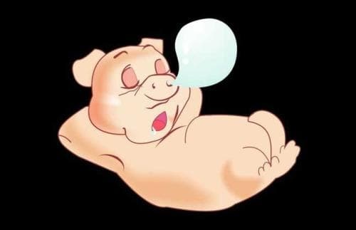 属猪和什么属相相冲