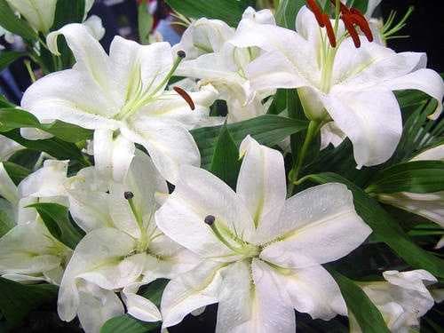 教师节送老师什么花