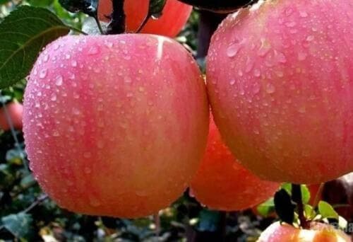 孕妇能不能吃苹果