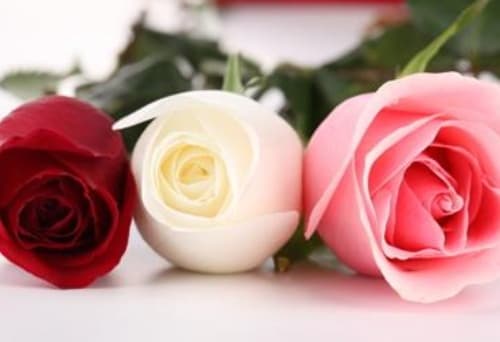12朵玫瑰花代表什么意思