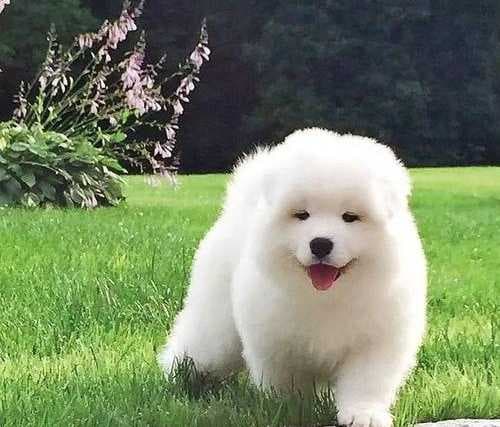 属狗人欺负哪个生肖