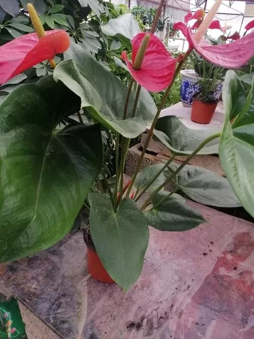 滕家河花卉基地
