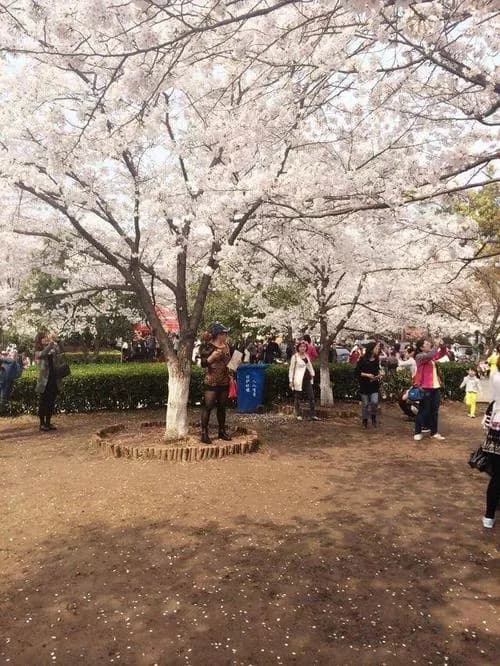 武汉大学樱花节（武大樱花）