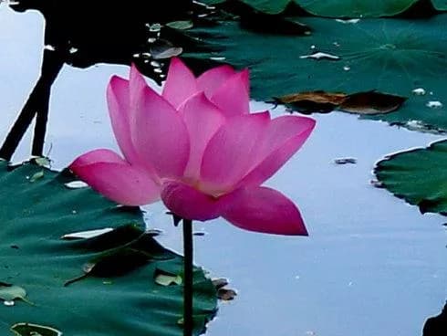 西湖莲芳