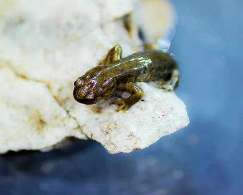 温泉新疆北鲵馆