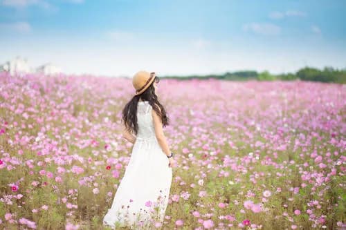 格桑花海