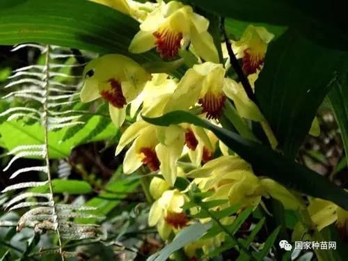 五峰兰科植物保护区