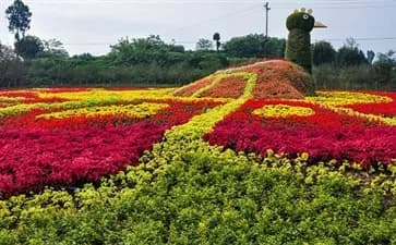 凤凰花海