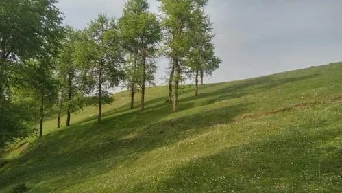 草岭
