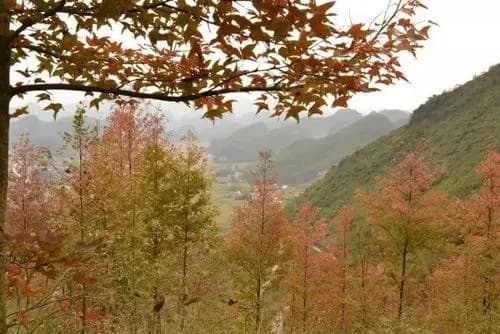 枫林生态旅游区