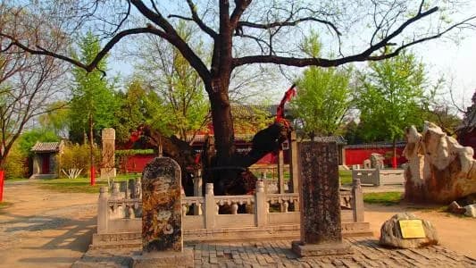 唐槐公园