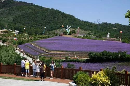 大连薰衣草庄园
