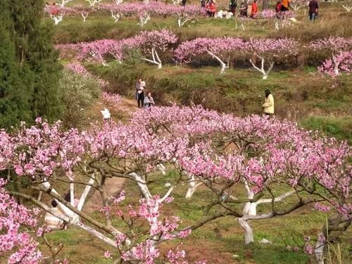 新市桃花