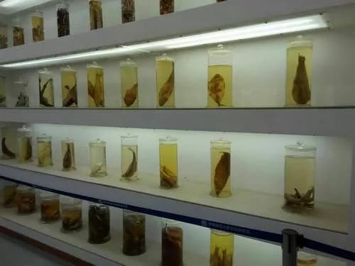 新疆师范大学生物标本馆
