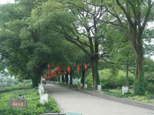 樟林大道