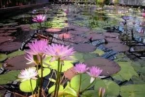 嘉茂国际花鸟园