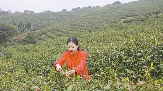 大山茶园