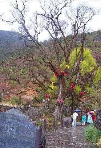 玉水寨古树