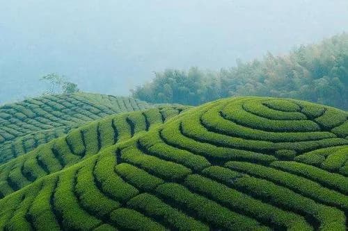 八卦茶园