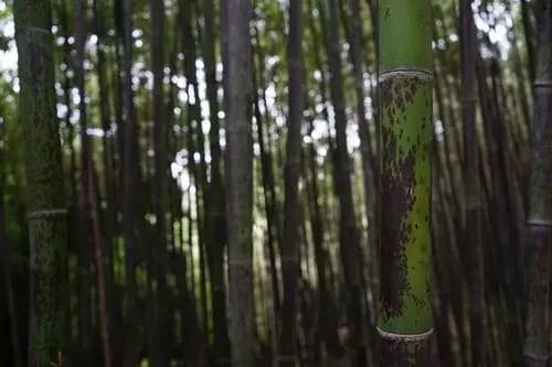 君山竹林