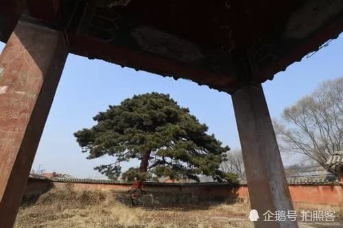 古松神苑