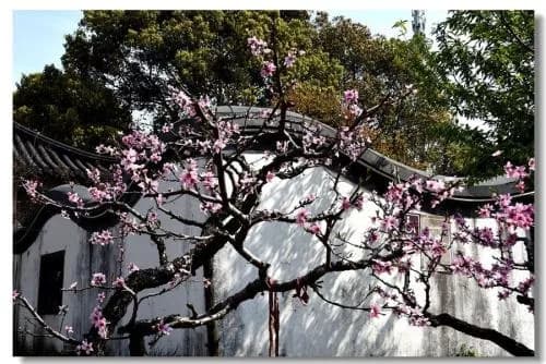 桃花村