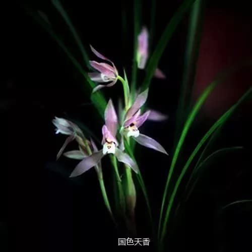 幽兰马游山