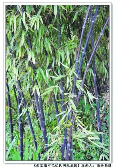 辛村紫竹林