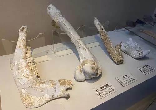 长阳人遗址