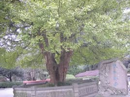 千年梧桐