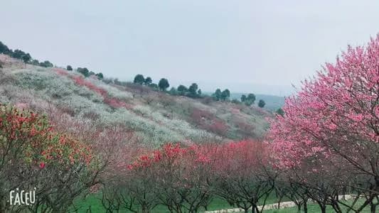安福桃缘景区