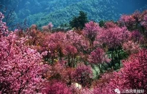 梅岭樱花谷