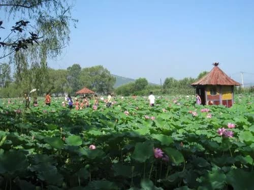 千年古莲园风景区