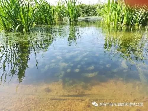 湖南华容东湖国家湿地公园