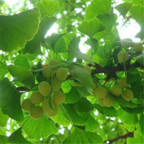 白果树