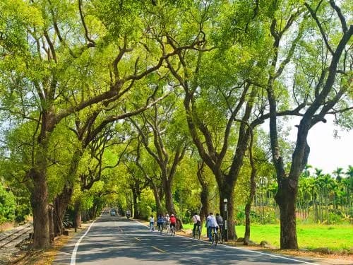 集集绿色隧道
