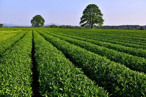 金井茶场