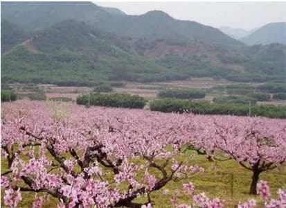 桃花山森林公园