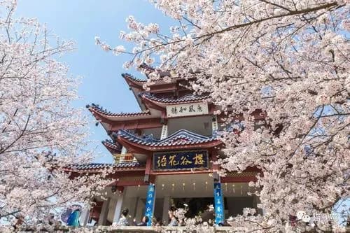无锡樱花谷