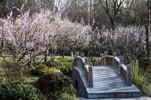 南京梅花谷公园