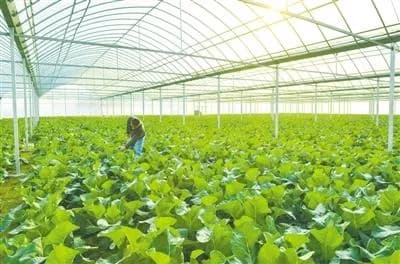 长河镇生态农业园区